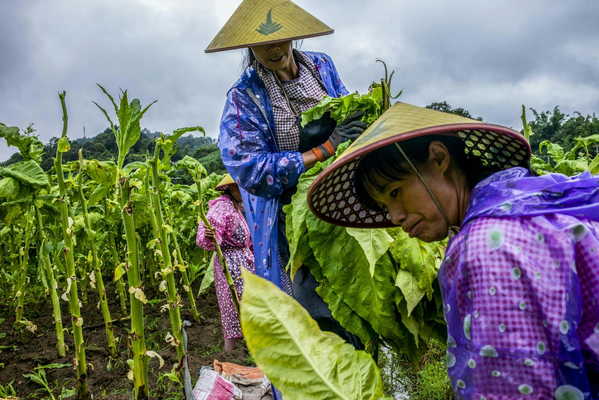 Workers harvest tobacco leaves at a plantation in the mountains of Yunnan province, China,